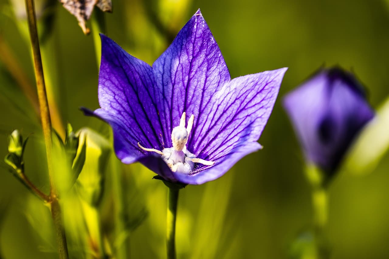 실내 식물의 가지치기: 성장과 모양을 위한 필수 기술