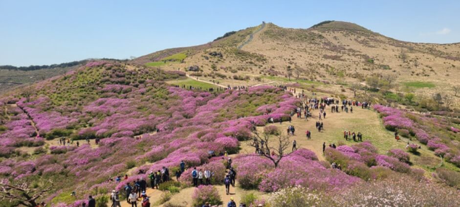 2025 합천 황매산 철쭉제 일정 총정리 및 철쭉 개화현황