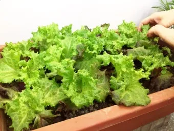 텃밭 상추 키우는 법 파종 간격 수확 연속수확 요령_19