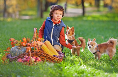 반려동물과 함께하는 여행: 반려동물에게 친숙한 여행지 &amp; 준비 체크리스트