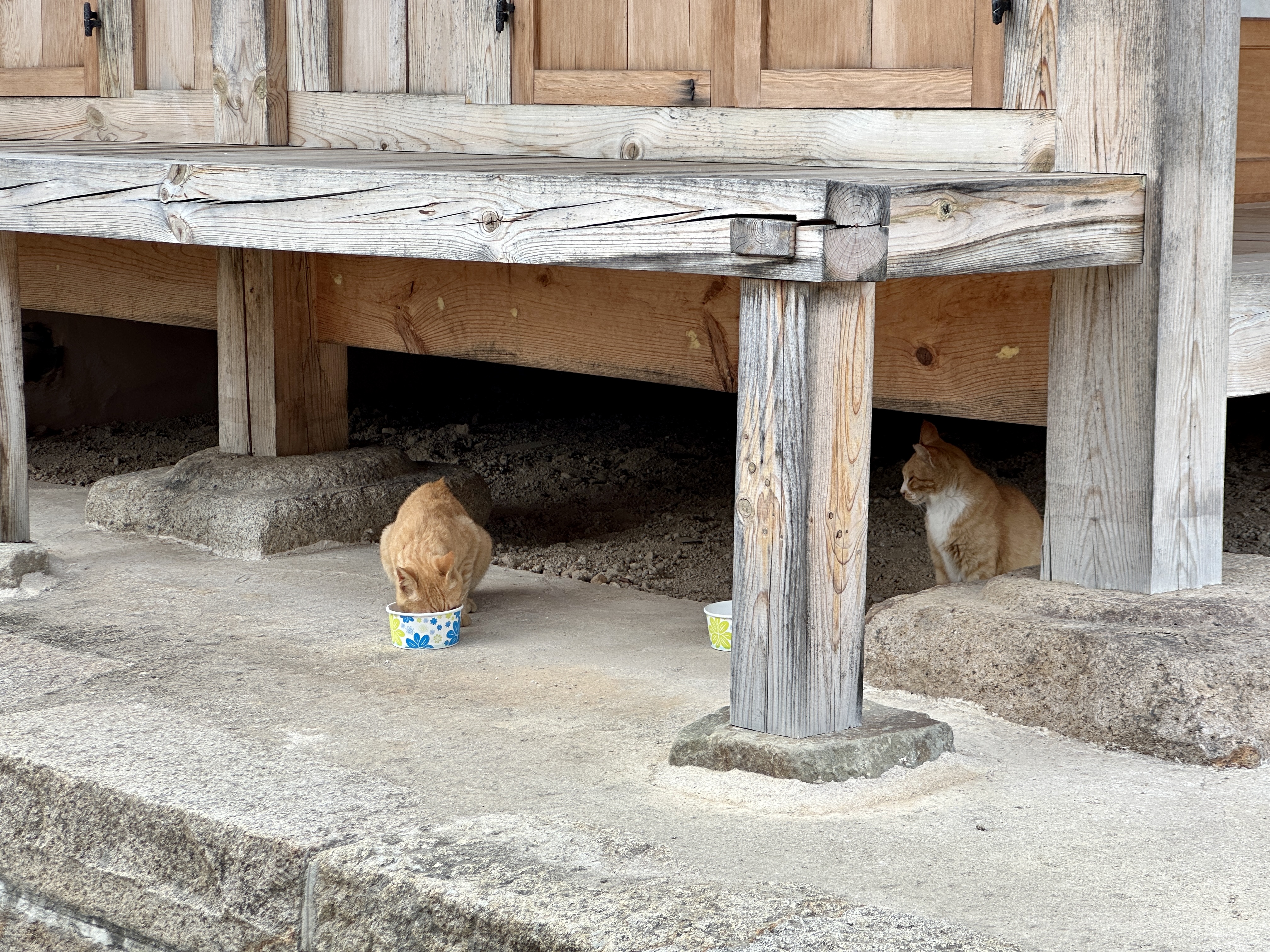 경주 최부자댁 고양이