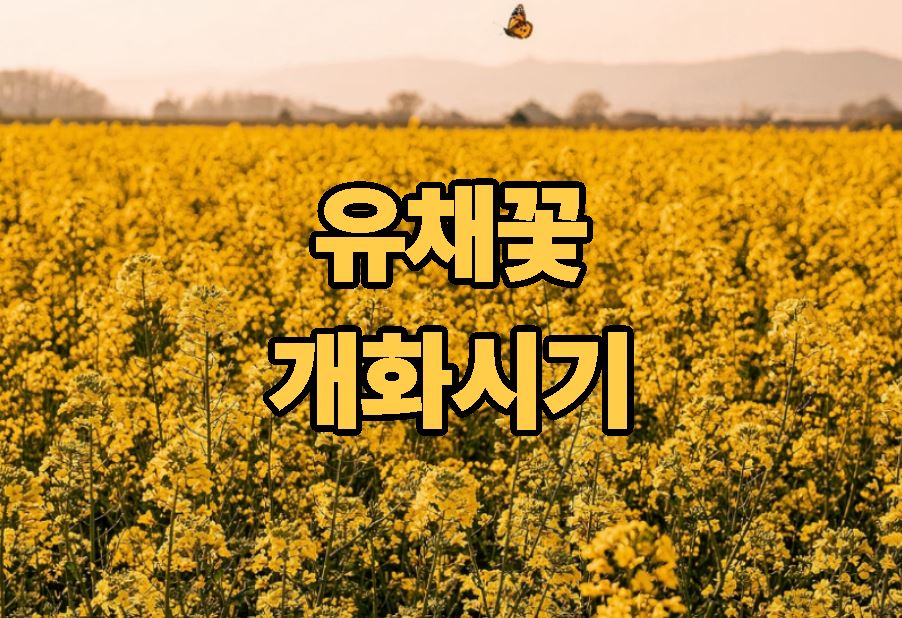 유채꽃 개화시기 가이드