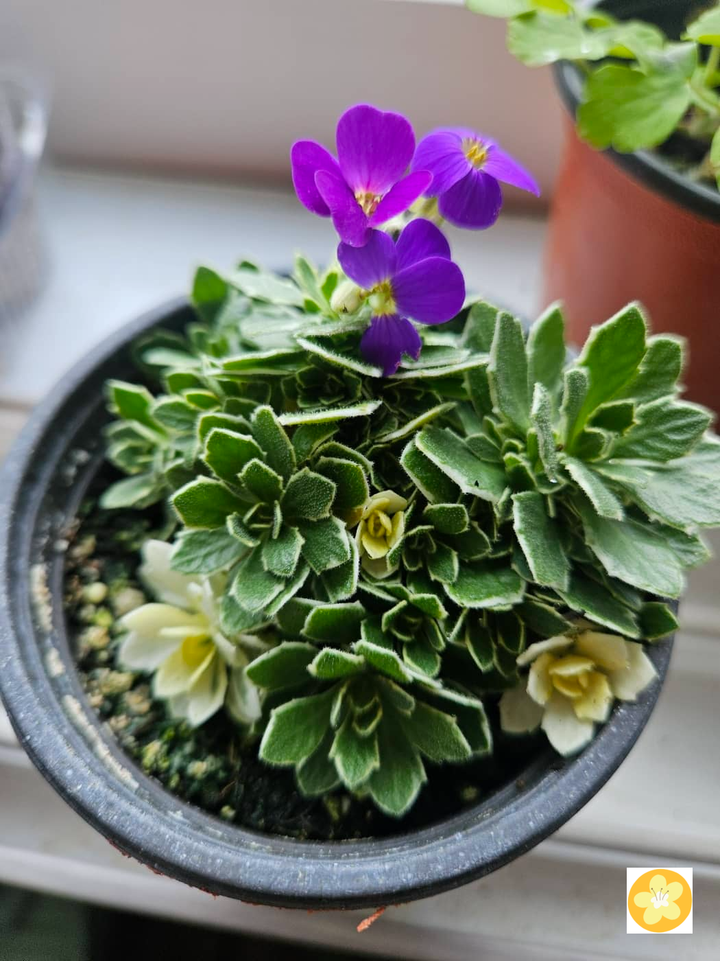 무늬 바위꽃다지