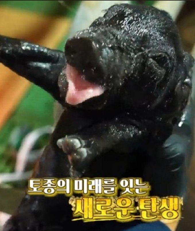 한국기행-경산-토종-흑돈-흑돼지
