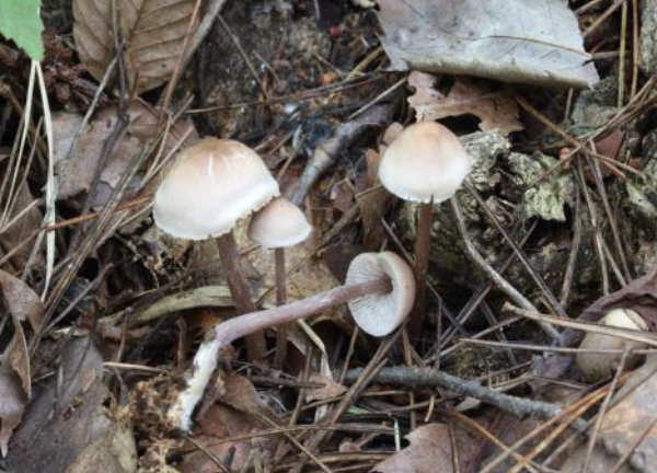 [독버섯 구별] 야생버섯 섭취 주의사항