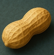 땅콩 효능