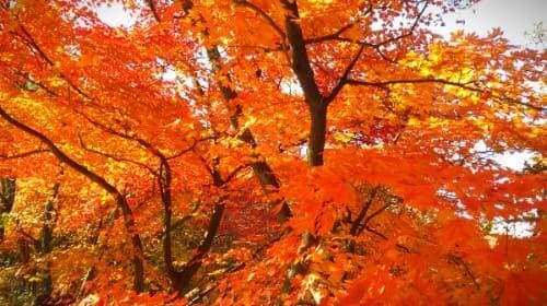 청계산-매봉-등산로-단풍