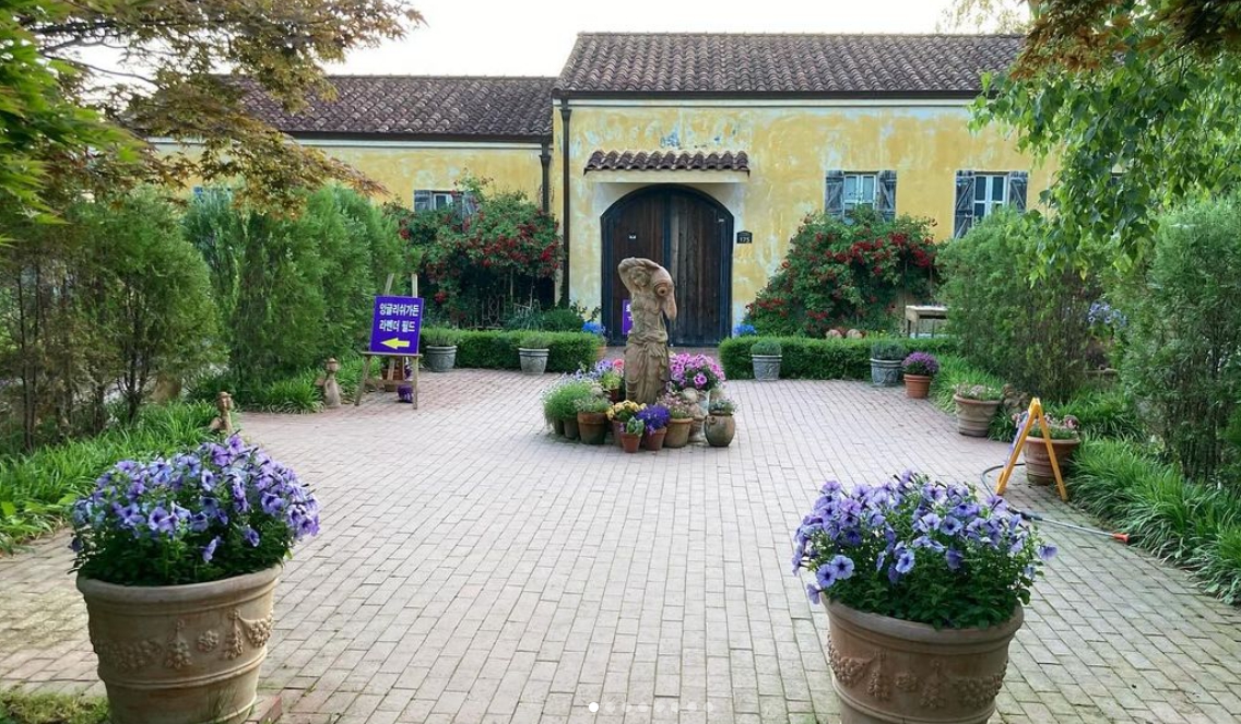 하늬팜 라벤더축제 개화상황