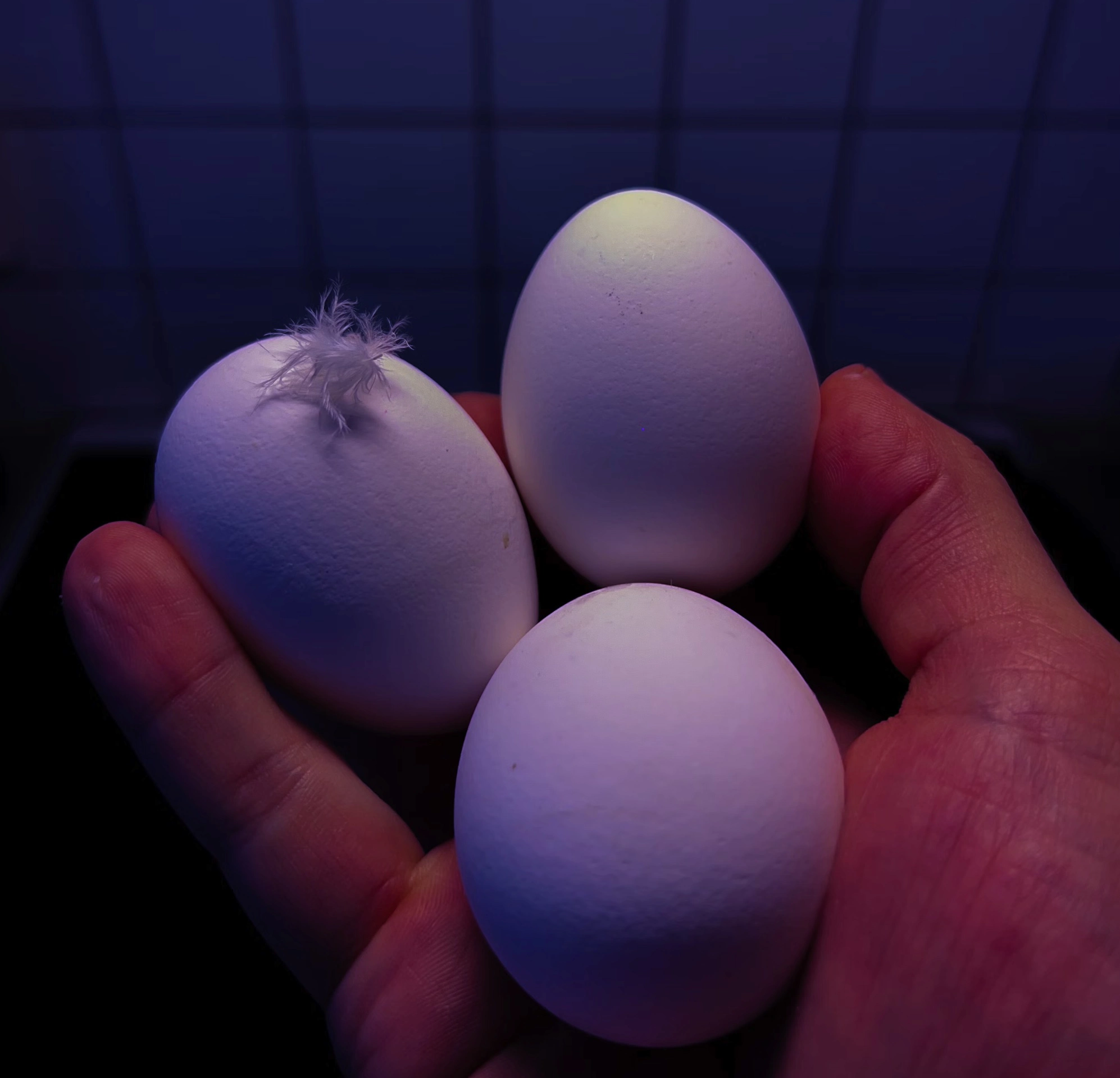 청란 효능 먹는법