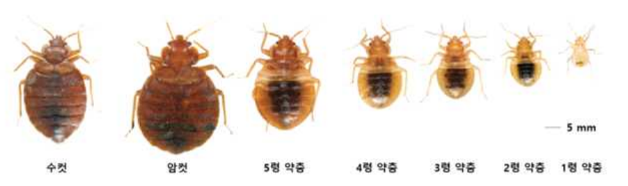 빈대
