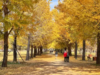여주 강천섬 은행나무길, 유원지, 캠핑장, 축제, 맛집, 가는법, 주차장, 차박, 억새밭_35