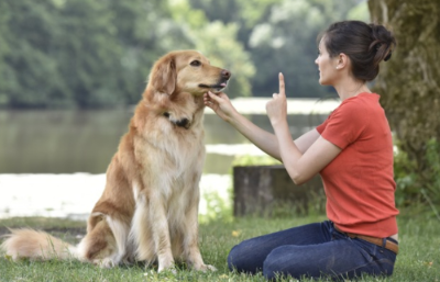 주인의 지시에 따라 앉아있는 강아지
