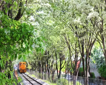 전주 이팝나무 철길_9