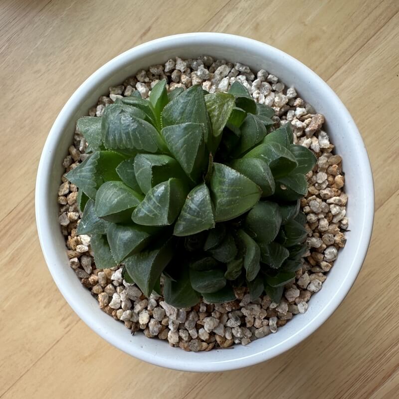 키우기 쉬운 다육식물 초보자 하월시아 수