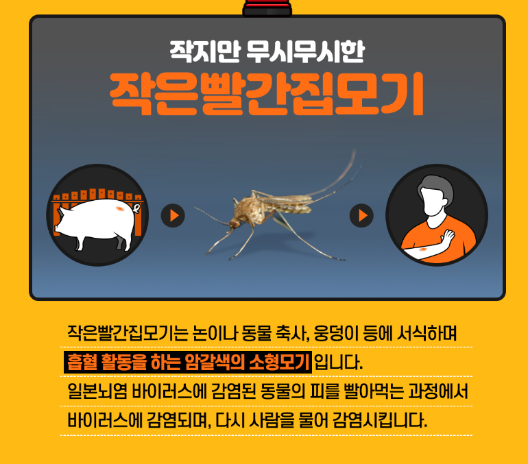 일본뇌염 모기