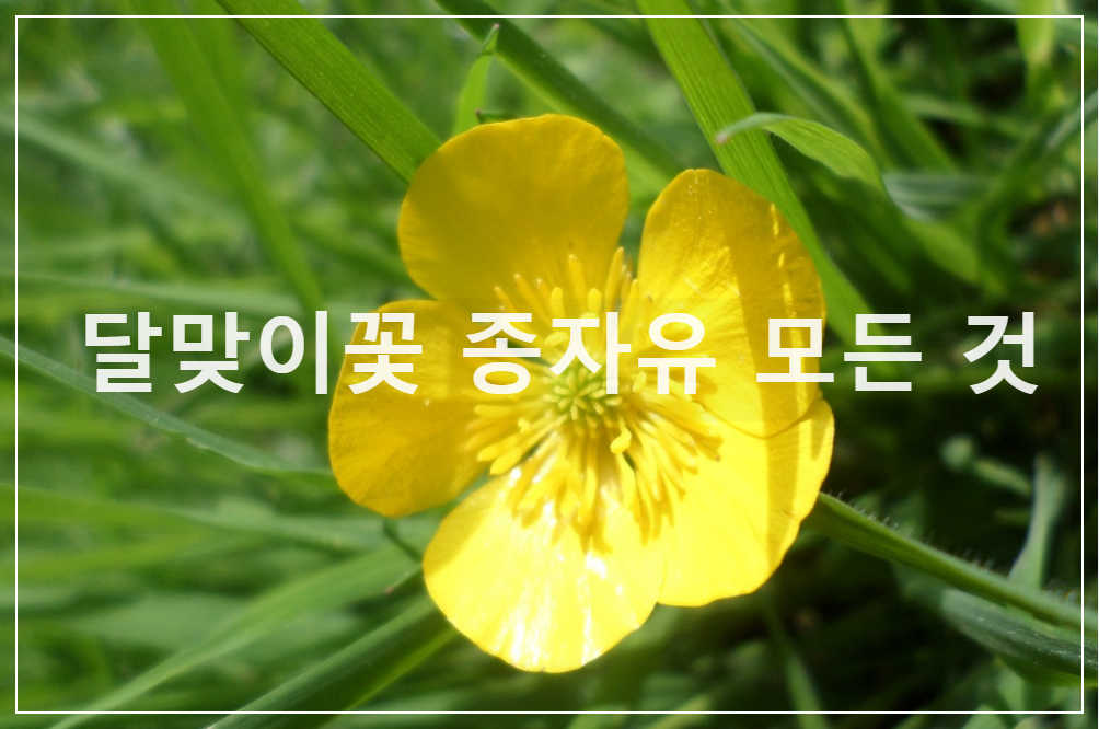 달맞이 꽃