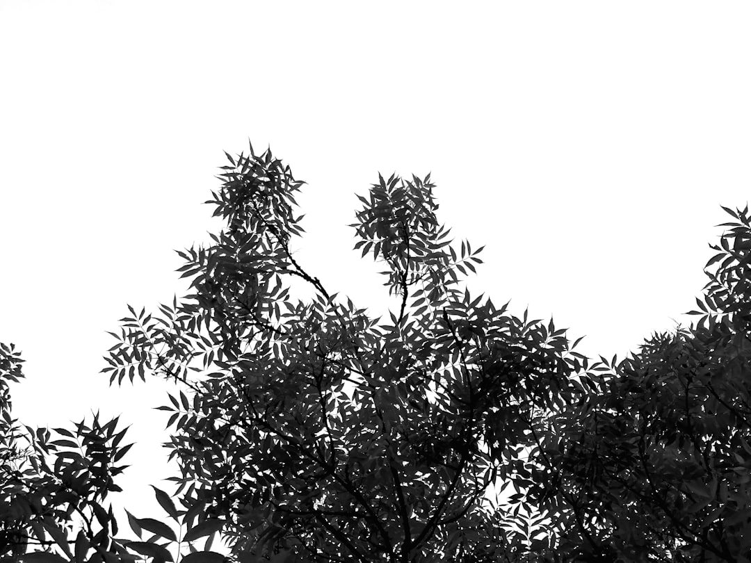 'Copy'