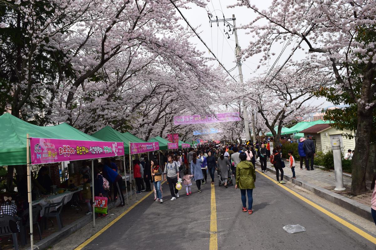 통영 벚꽃 축제 2025 봉숫골 꽃나들이