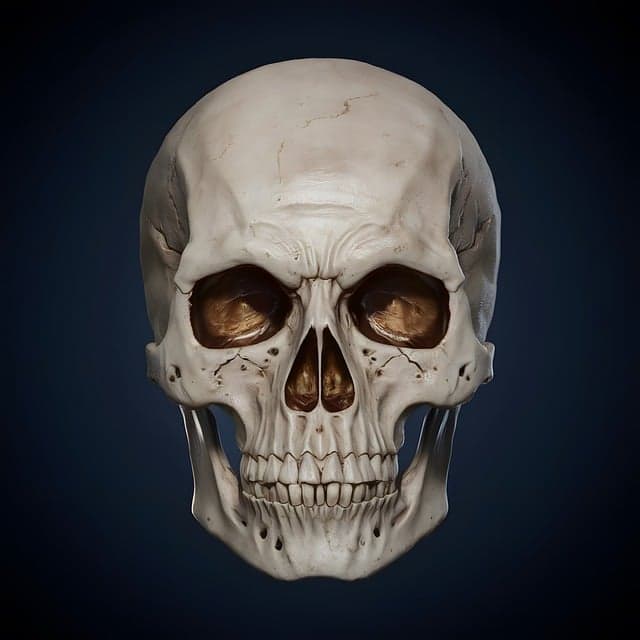 머리뼈의 X선 촬영 방법