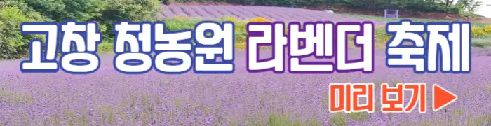 고창 청농원 라벤더 시즌