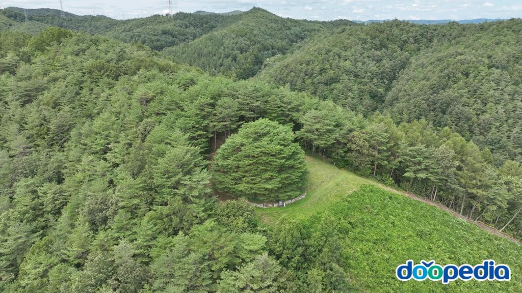 경북 영덕 만지송 화재 전 모습