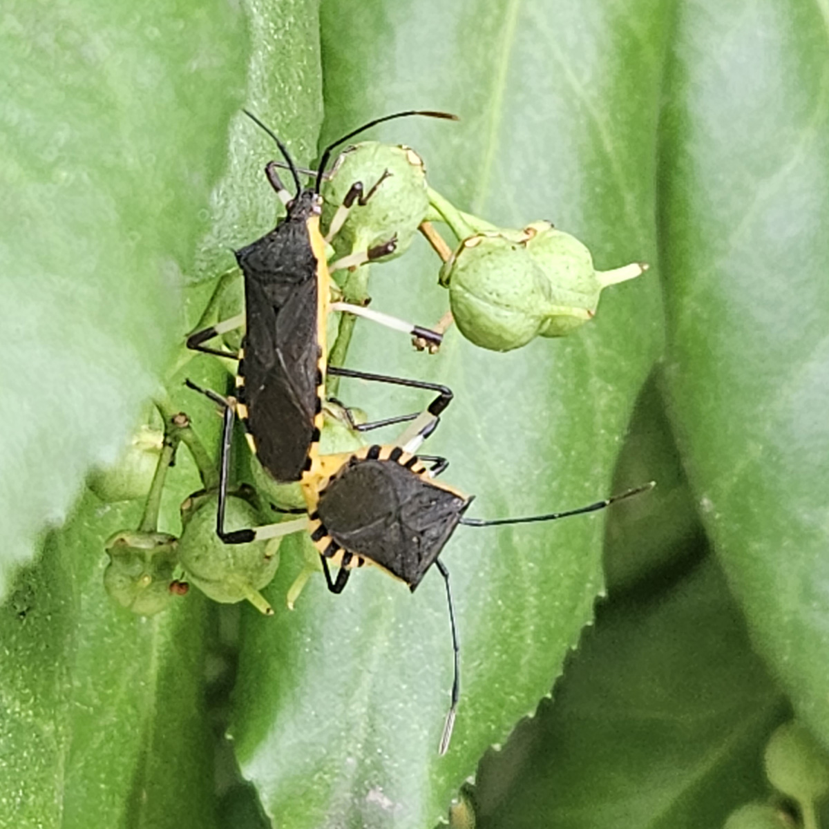 노랑배허리노린재2