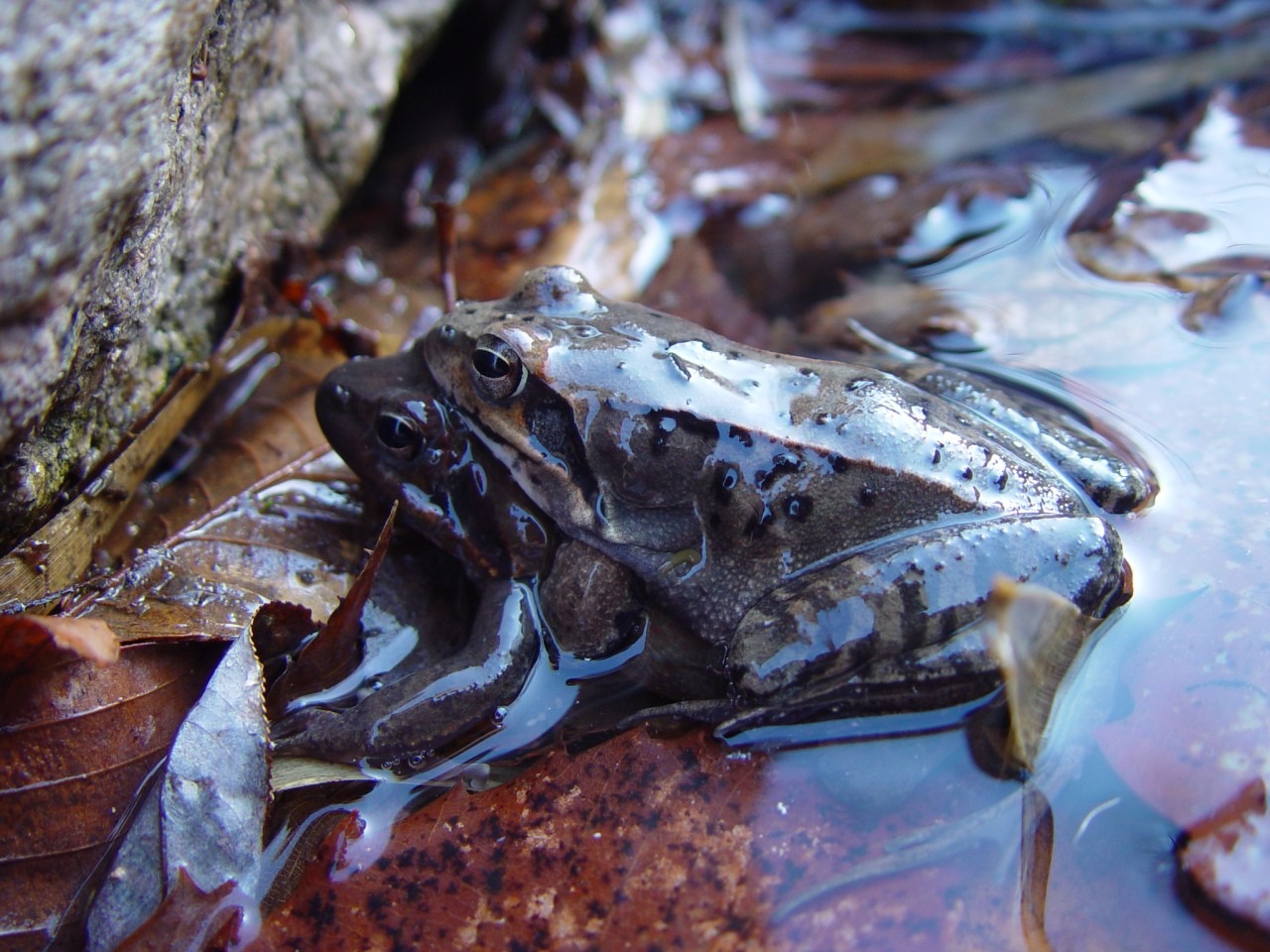 2025 멸종위기 동물|북방산개구리, 봄을 깨우는 논두렁의 수호자