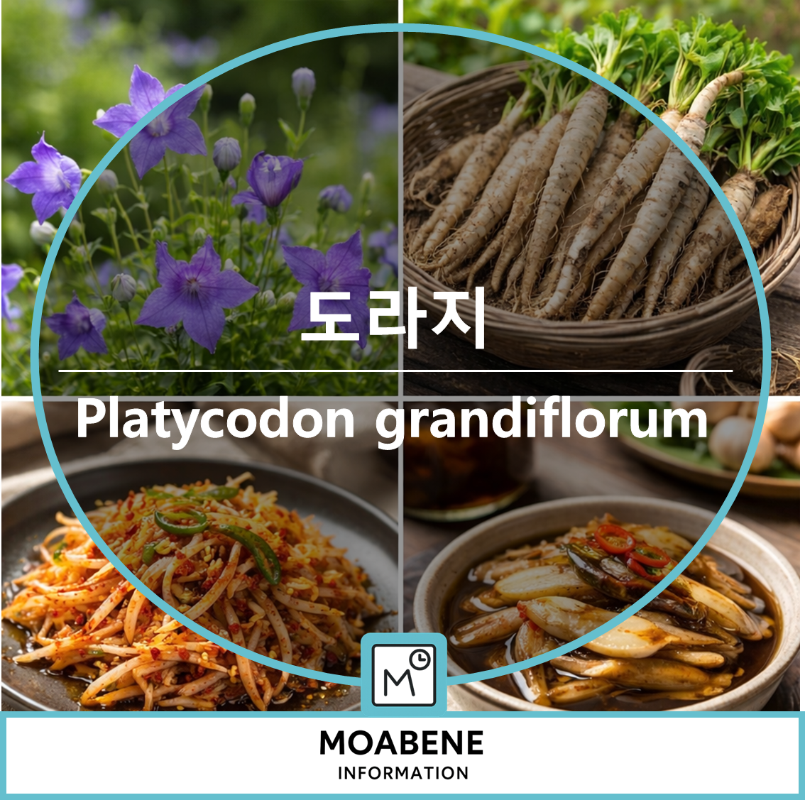 도라지(Platycodon grandiflorum) 제대로 아는 법: 효능부터 손질&middot;요리&middot;채취 시기까지