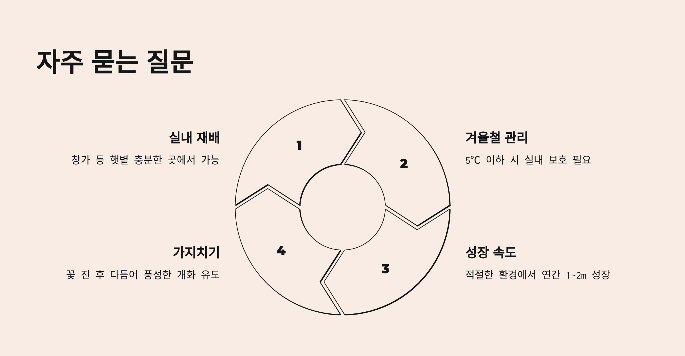 보라싸리 사진