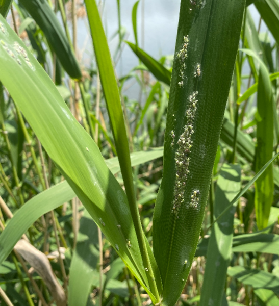 복숭아가루진딧물 기주교대 갈대1