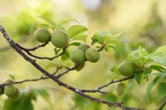 매실 효능 및 영양성분, 매실 가격