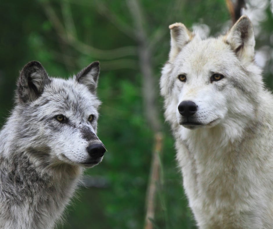 긍정적 생각과 부정적 생각의 황금 비율