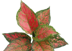 아글라오네마 엔젤(Aglaonema Angel) 식물 공기 정화 식물
