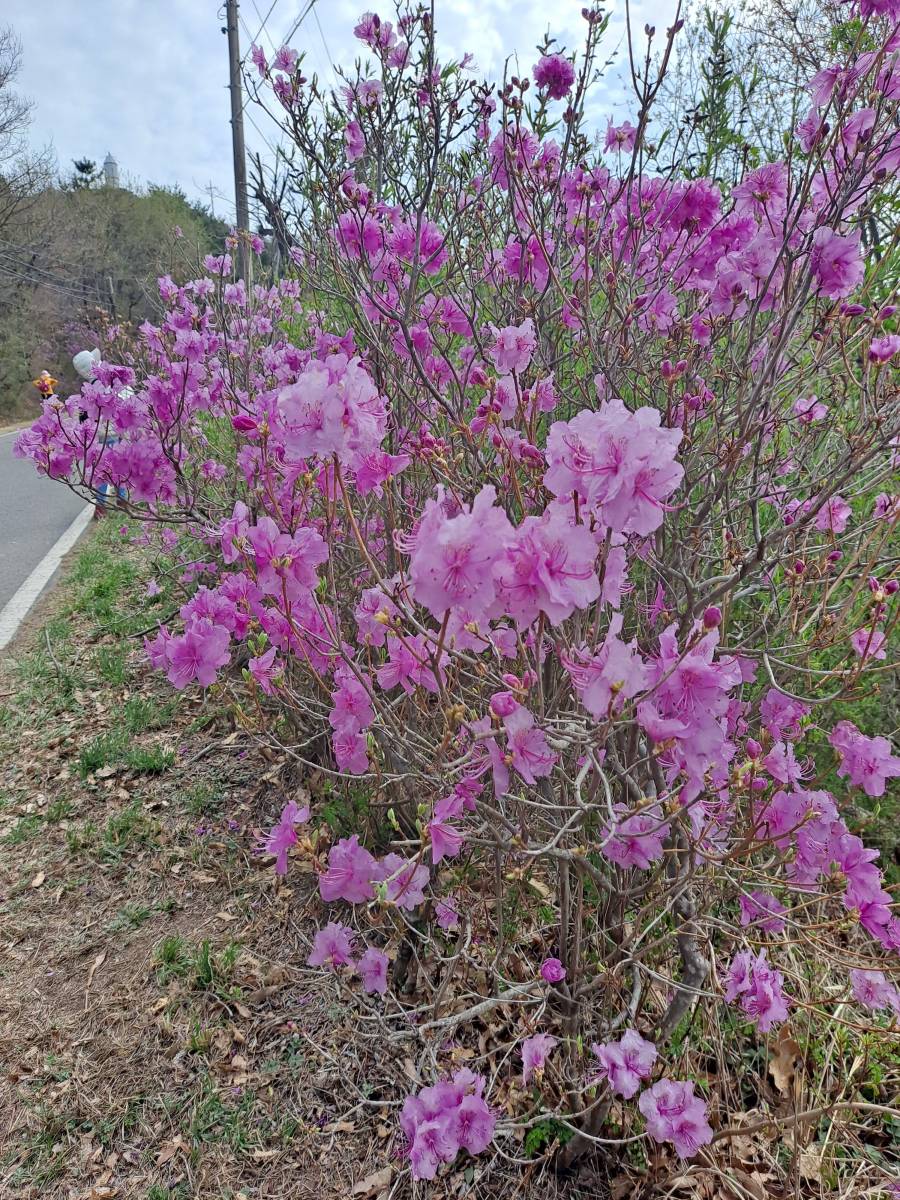포장도로 옆 진달래들