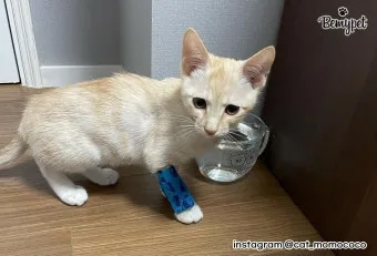 병풀 상처연고 상처 치유 피부 재생 효능과 사용법_3