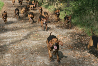 무리 지어 달리는 폭스하운드.