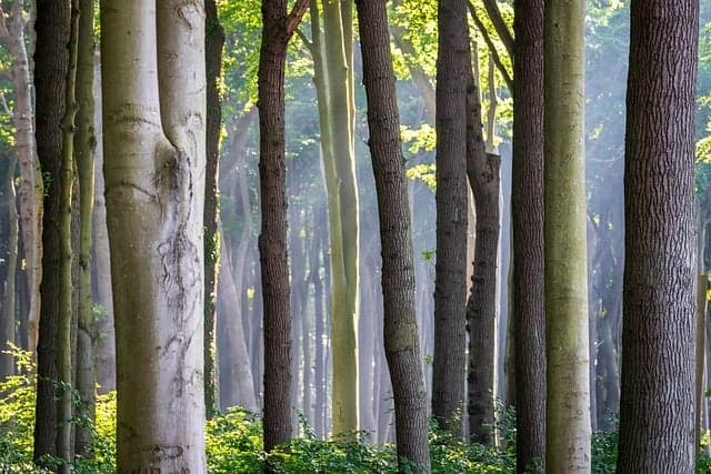 사법경찰관 작성의 피신조서와 검사 작성 피신조서의 차이점