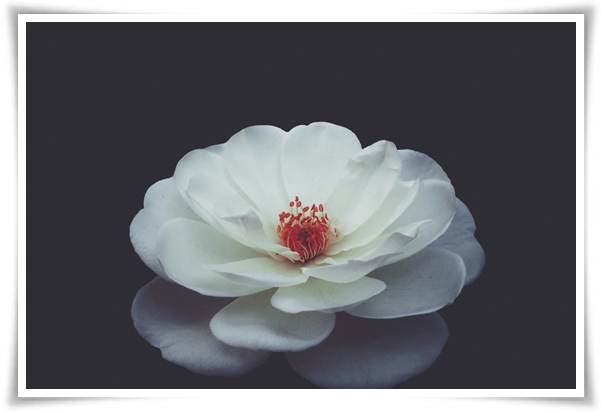 "동백꽃" 겨울의 끝 봄의 우아함을 담은 붉은 보석!