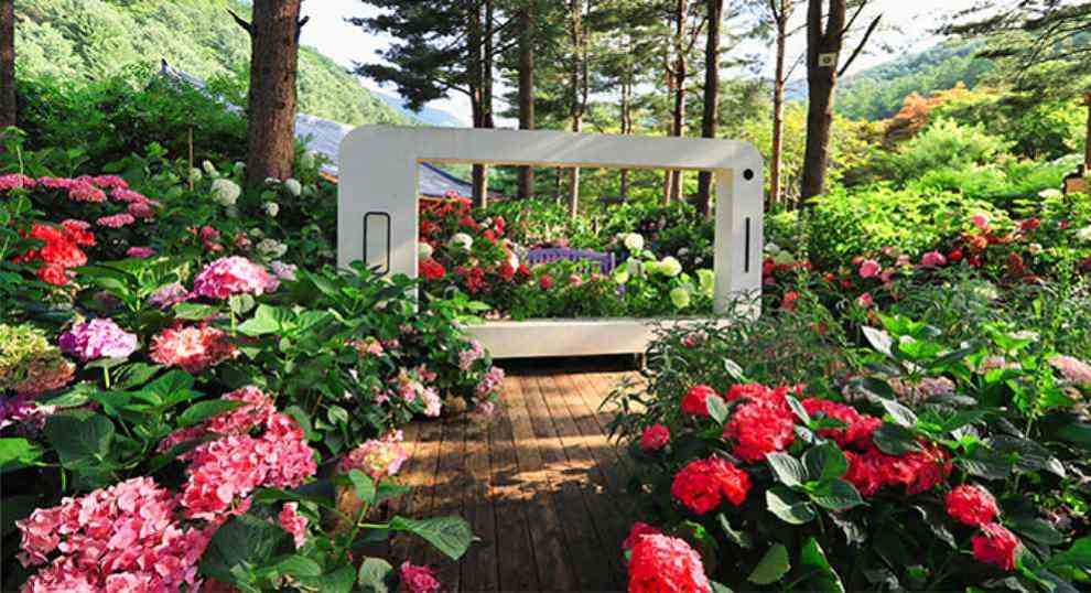 아침고요 수국전시회