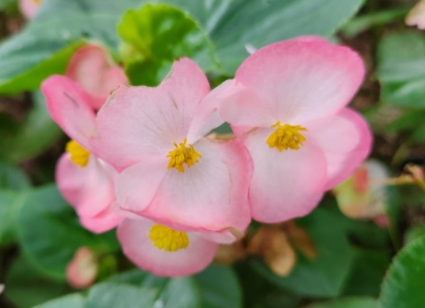 겨울 꽃 베고니아