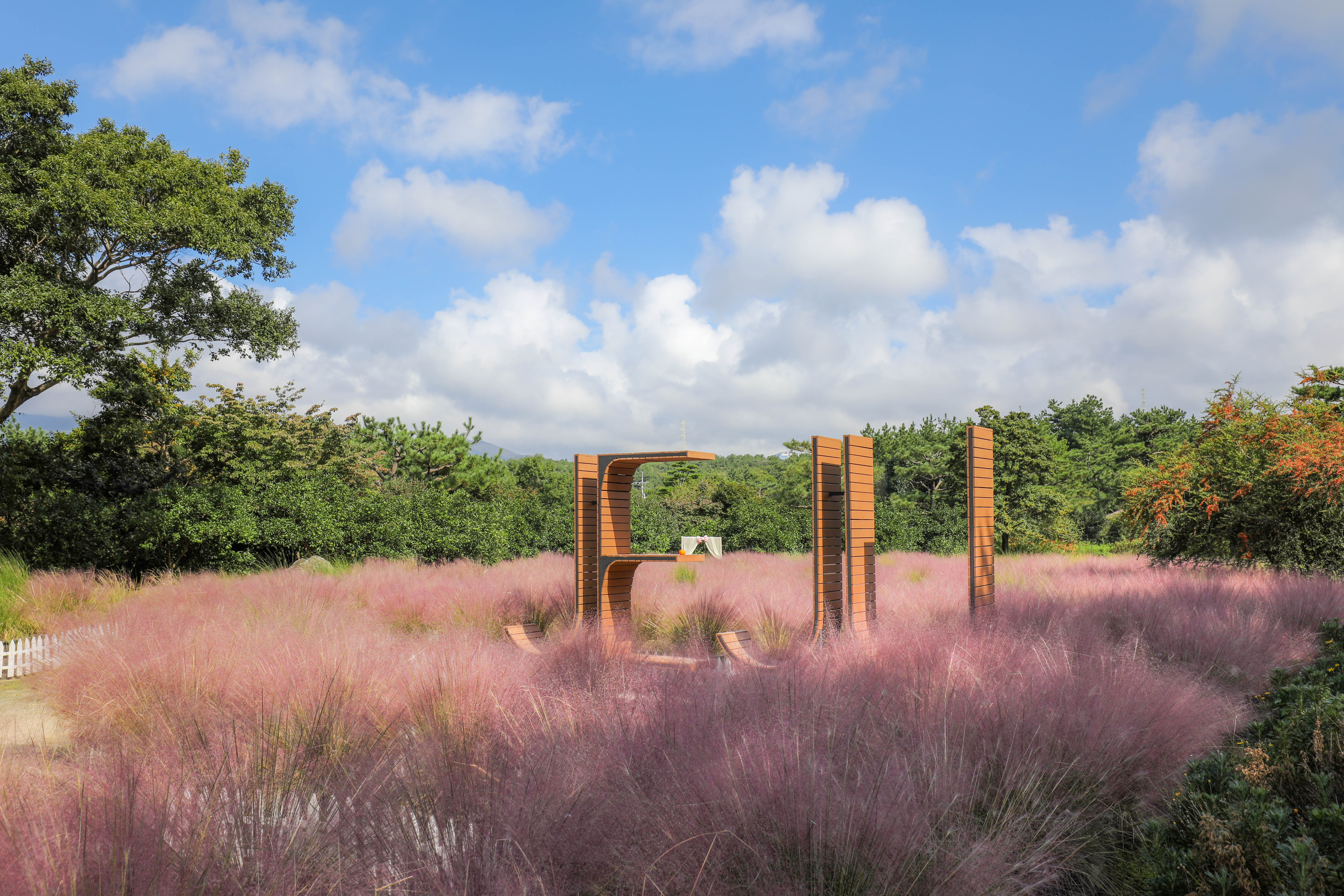 10월 제주 가볼만한곳 핑크뮬리 명소 BEST 08 사진 맛집