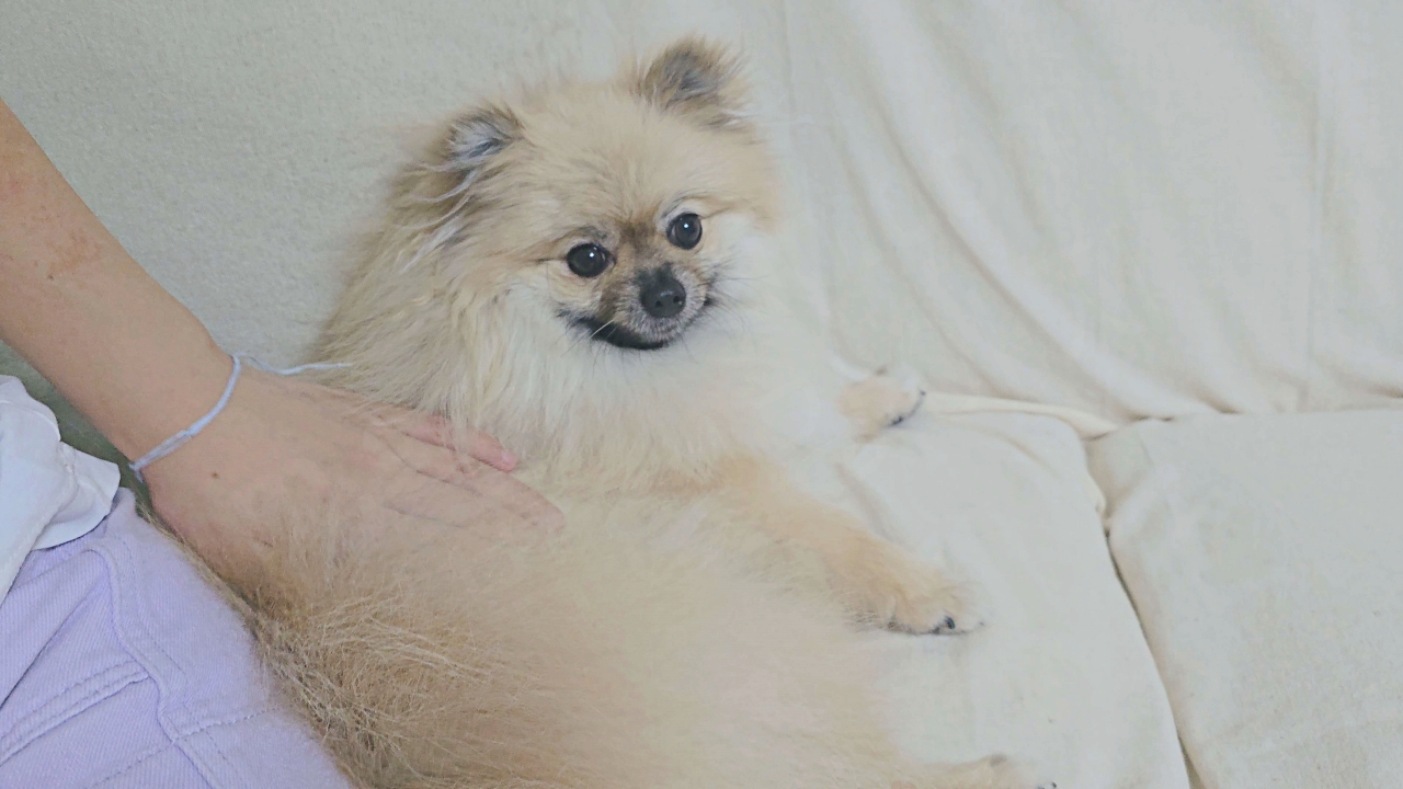 강아지 쓰다듬기