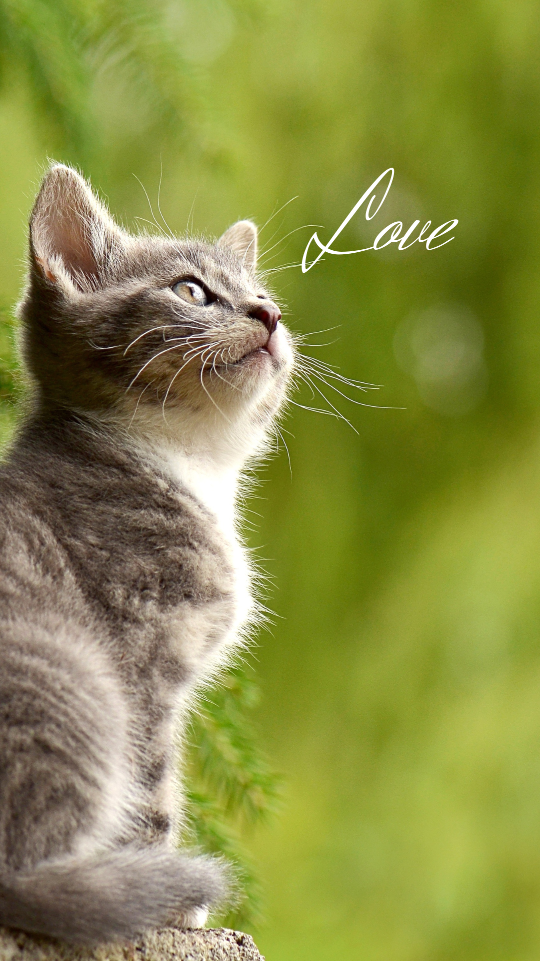 고양이 사진 그림 스마트폰 배경화면 이미지