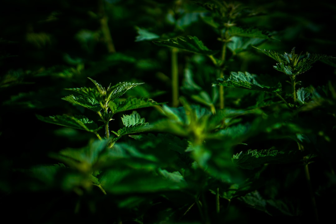 Peppermint