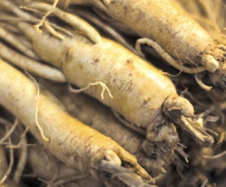 인삼다당체의 활용 