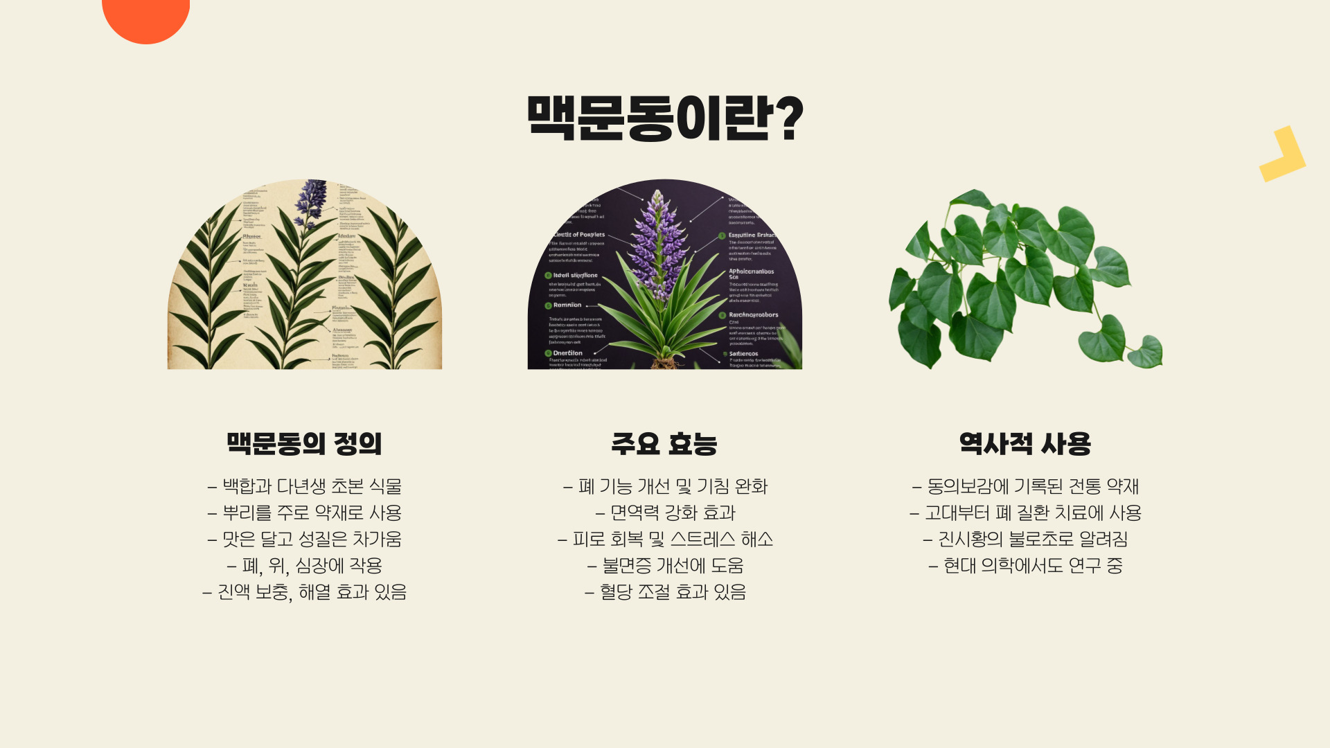맥문동