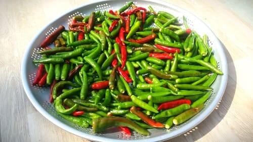 고추 수확-고추효소-만들기-담그기-손질하기