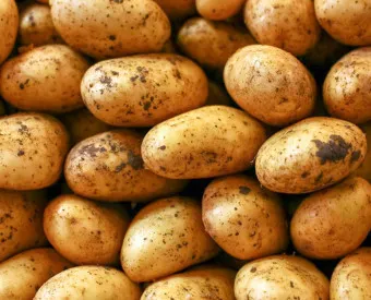 감자 심는 시기 재배 방법_11