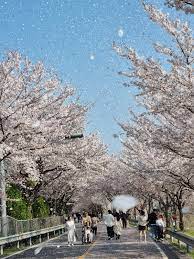 양산시 2024 물금벚꽃축제 기본일정과 프로그램 소개