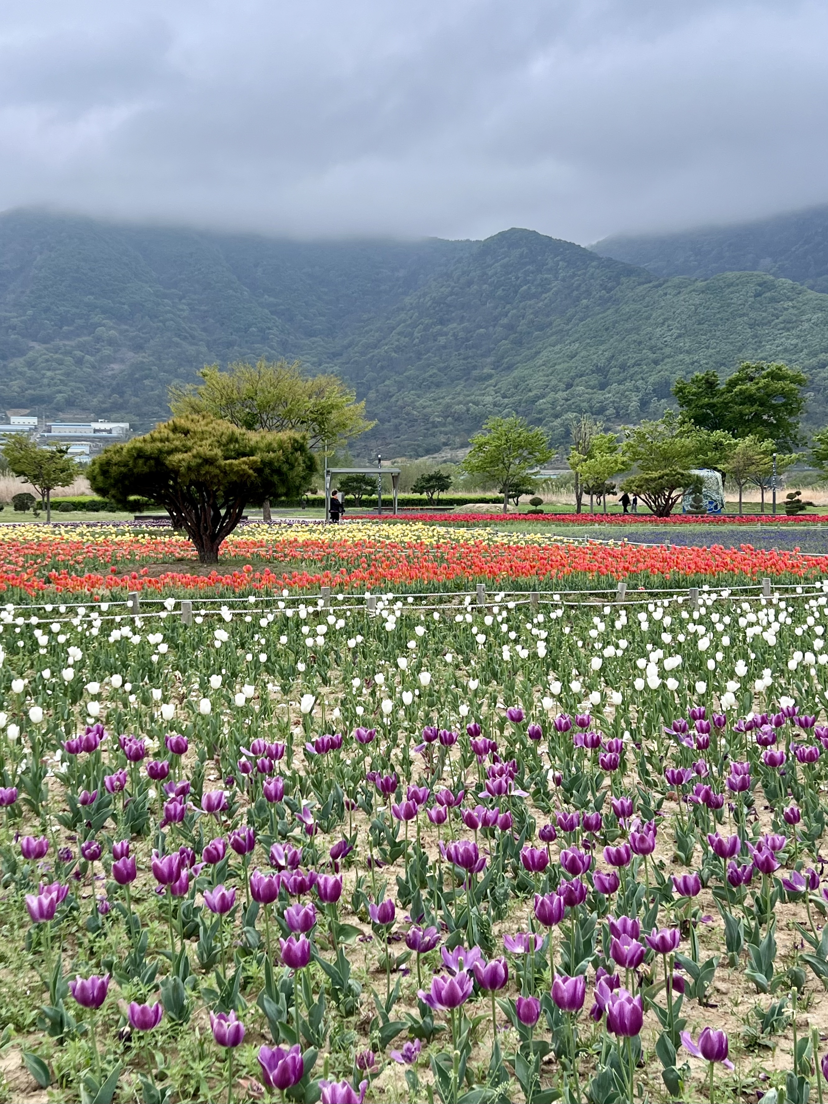 황산공원 중부광장 튤립
